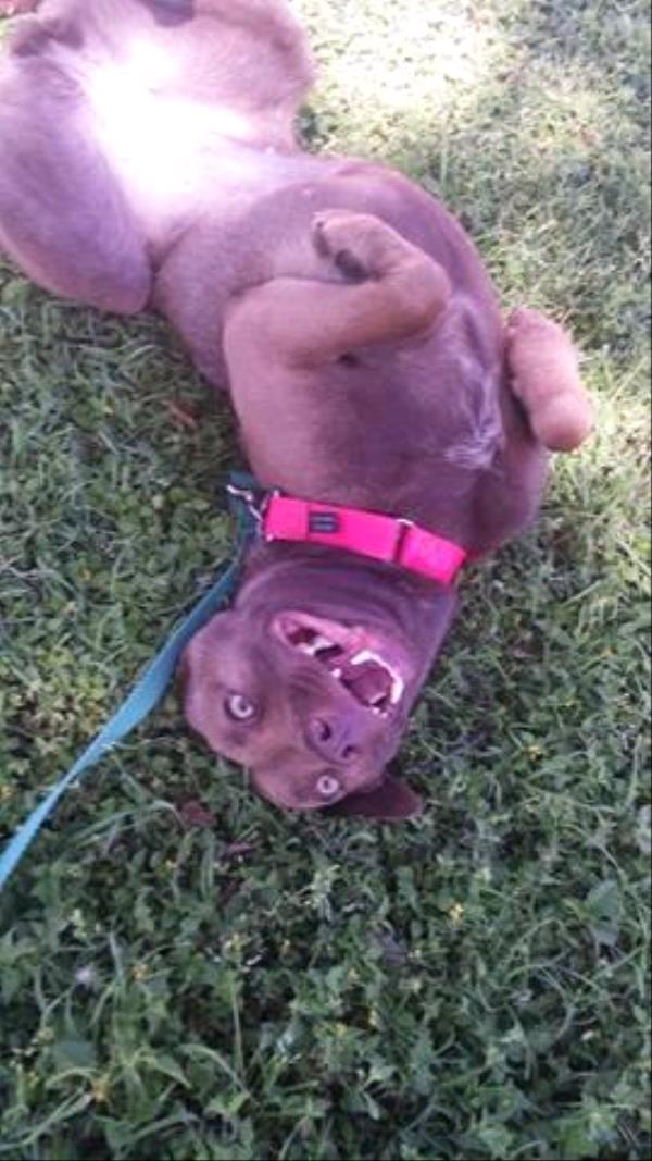 /Images/uploads/Animal Rescue Foundation/puppyprom/entries/3755thumb.jpg